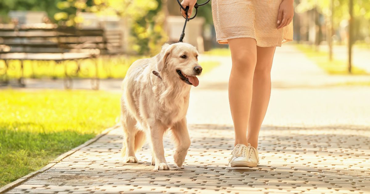 Dog walking